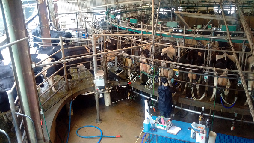 Milking Shed